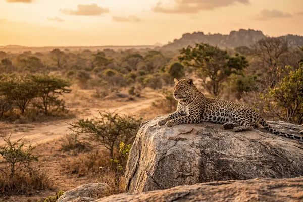 Leopard resting on a rock in Yala National Park at golden hour