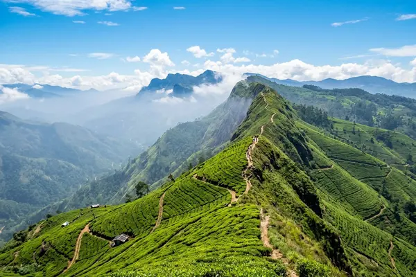 Panoramic view from Haputale ridge across tea country