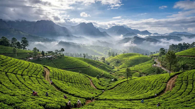 Panoramic view of Sri Lanka tea plantations with misty mountains in the hill country