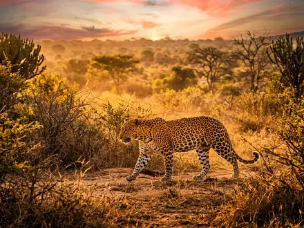 Leopard Tracking Safari