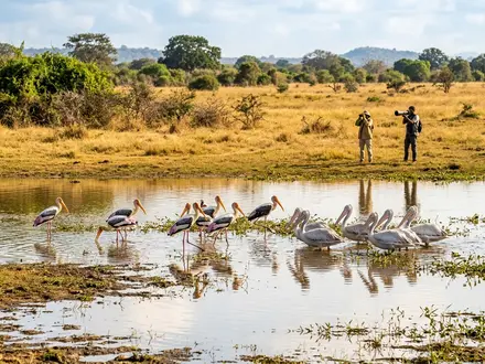 Birdwatching at Buttuwa Wewa