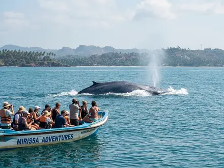 Whale Watching off Mirissa