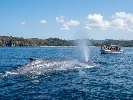 Blue Whale Encounter