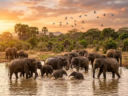 Elephant Herds at Sithulpahuwa