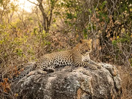 Yala Leopard Safari