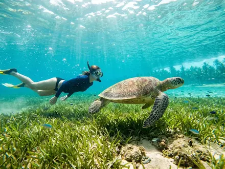 Sea Turtle Snorkelling