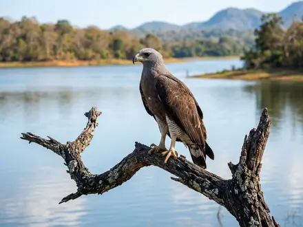 Grey-Headed Fish Eagle