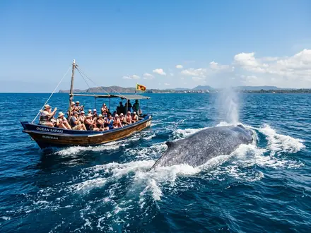 Whale Watching at Dawn