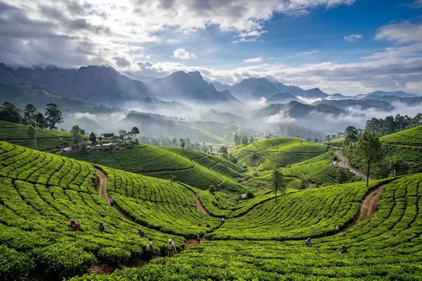 Panoramic view of Sri Lanka tea plantations with misty mountains in the hill country